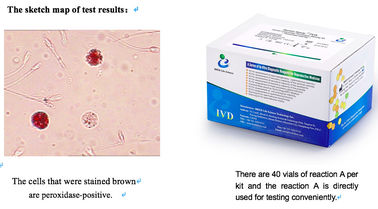 Kit per il test dei leucociti seminali Colorazione perossidasi 40T/Kit Kit per il test della funzionalità dello sperma